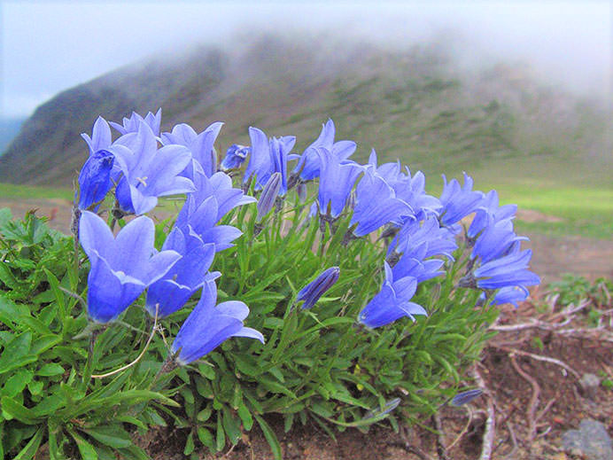 問1 高山植物のこの画像の花は何という名前？