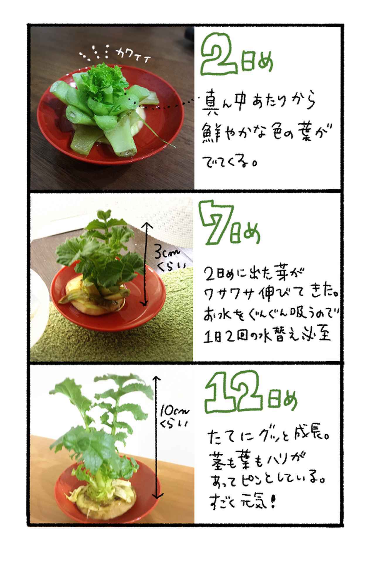 家庭菜園をはじめよう 初心者でも簡単 野菜クズを使った水耕栽培のやり方 人参 大根 豆苗 お役立ちキャンプ情報 年06月07日 日本気象協会 Tenki Jp