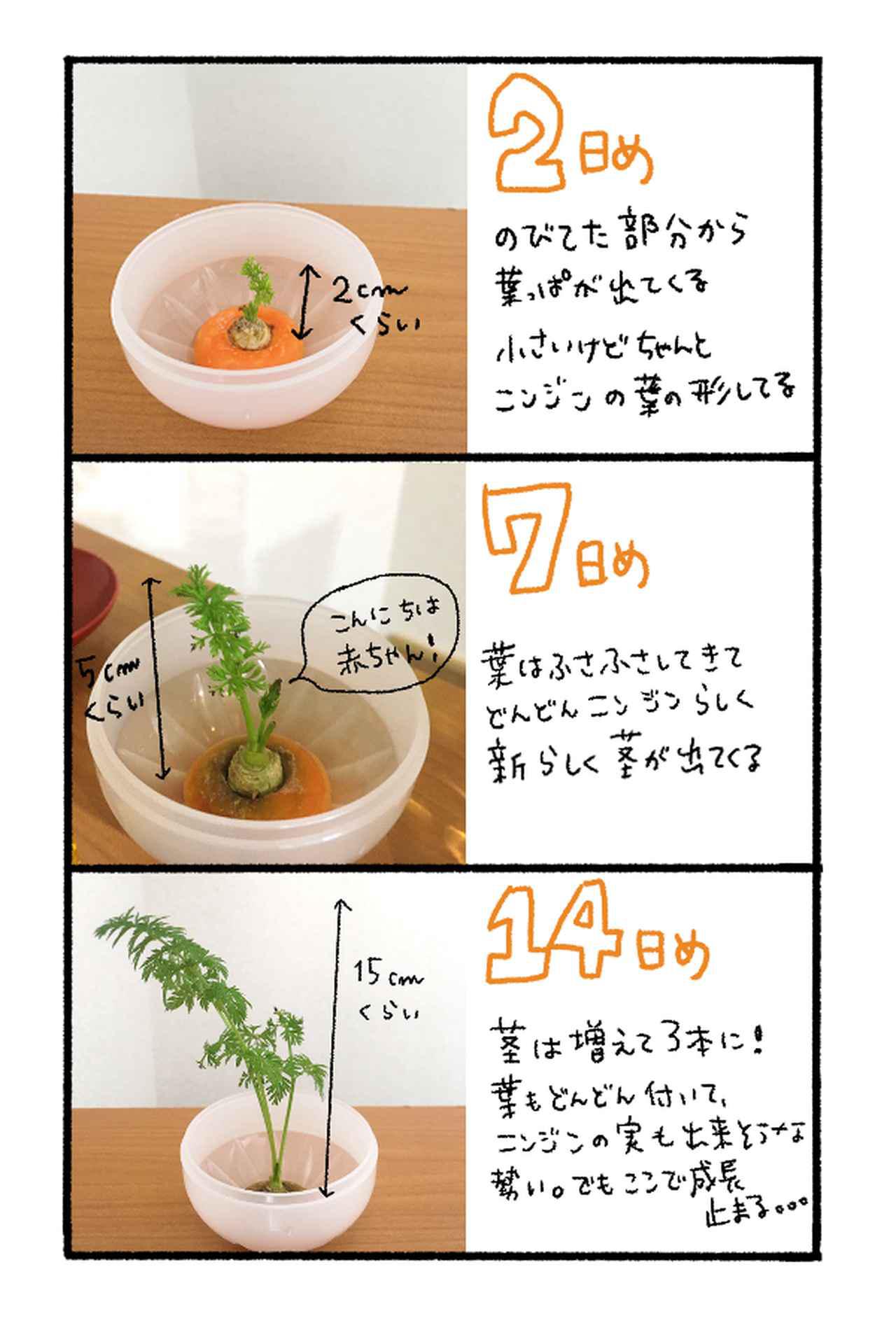 家庭菜園をはじめよう 初心者でも簡単 野菜クズを使った水耕栽培のやり方 人参 大根 豆苗 お役立ちキャンプ情報 年06月07日 日本気象協会 Tenki Jp