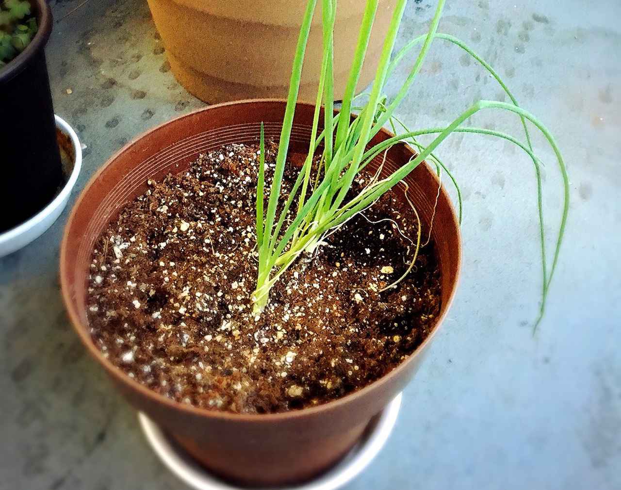 初めての家庭菜園 プランターで簡単に育てられる野菜作り 植え方の工夫で虫対策もok お役立ちキャンプ情報 年06月10日 日本気象協会 Tenki Jp