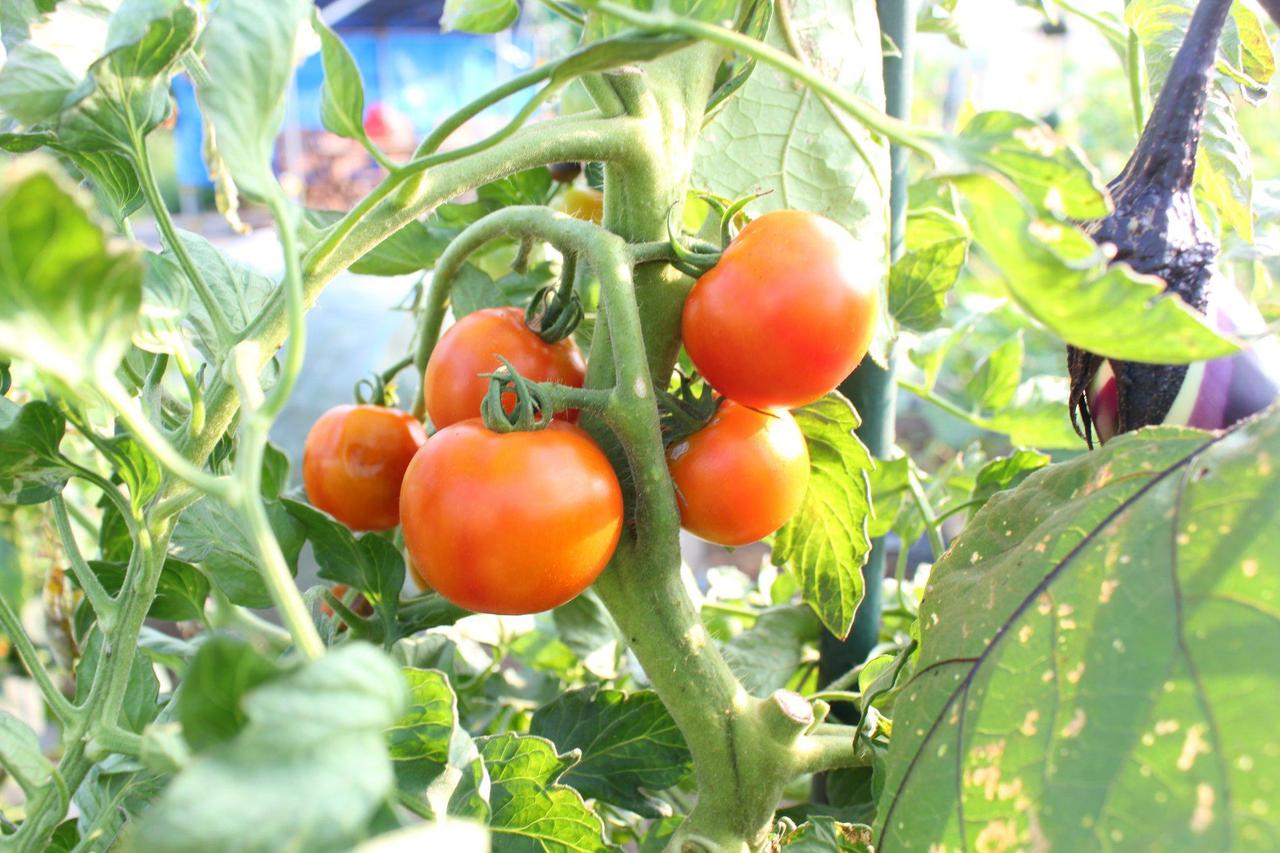 初めての家庭菜園 プランターで簡単に育てられる野菜作り 植え方の工夫で虫対策もok お役立ちキャンプ情報 年06月10日 日本気象協会 Tenki Jp