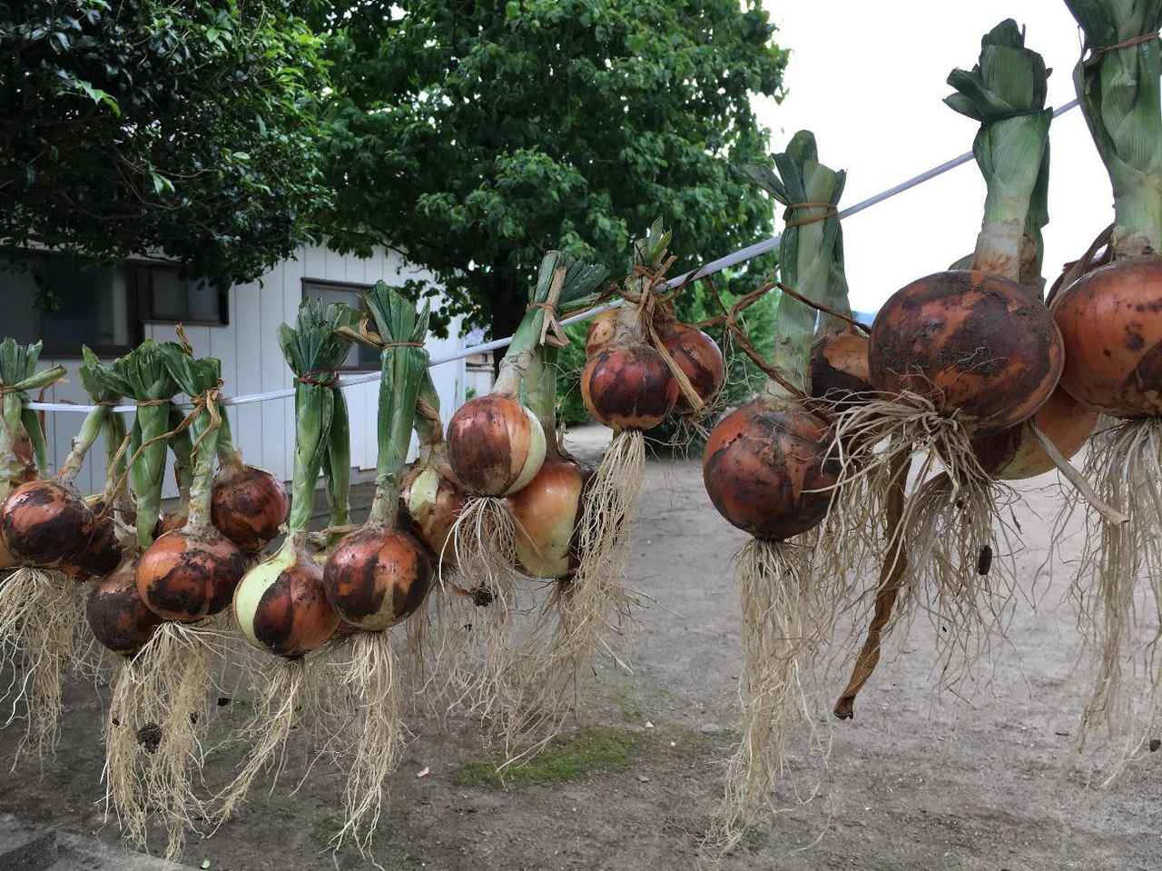 初めての家庭菜園 プランターで簡単に育てられる野菜作り 植え方の工夫で虫対策もok お役立ちキャンプ情報 年06月10日 日本気象協会 Tenki Jp