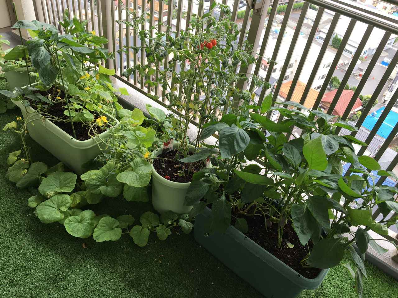 初めての家庭菜園プランターで簡単に育てられる野菜作り！植え方の工夫で虫対策もOK！(お役立ちキャンプ情報 2020年06月10日) - 日本気象協会  tenki.jp