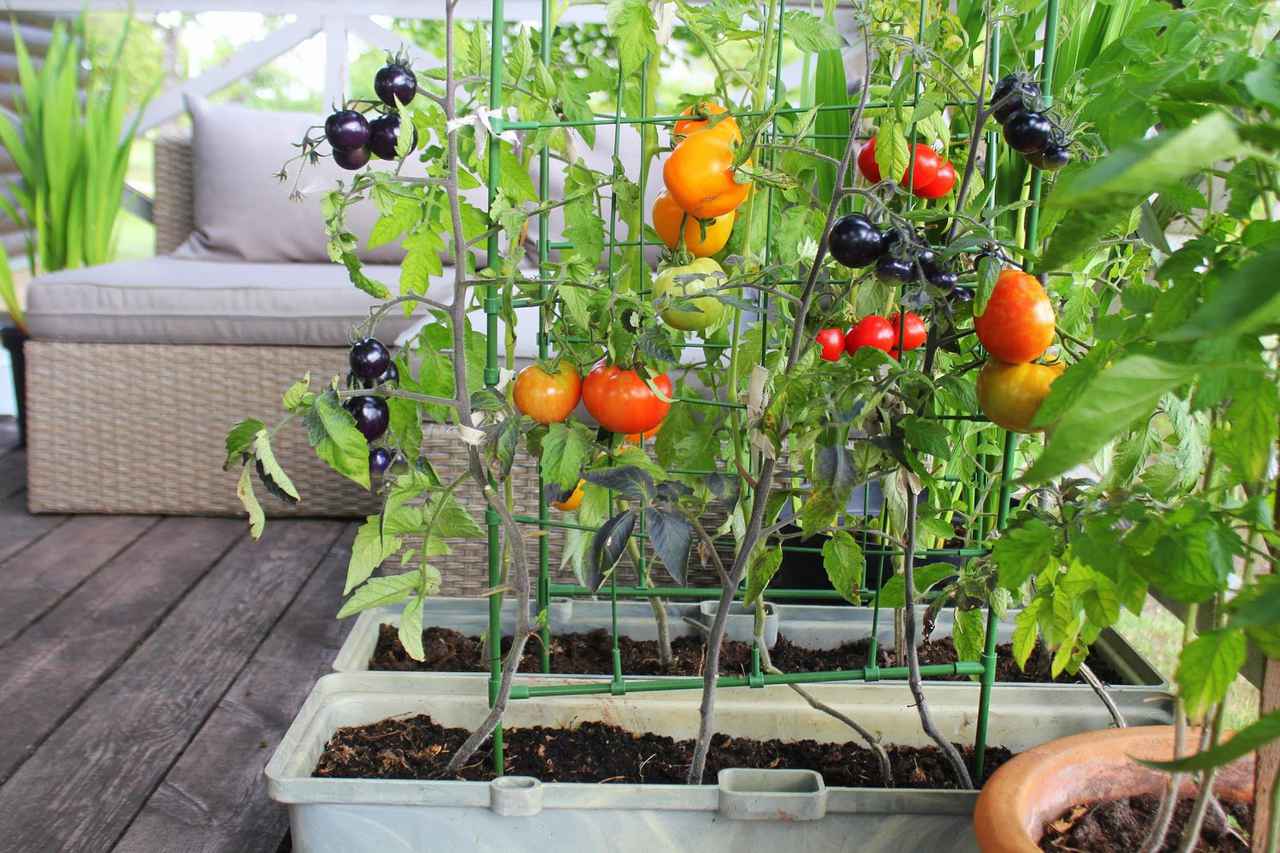 プランター菜園 プランターで手軽に野菜を栽培しよう 色とりどりのベランダ菜園 お役立ちキャンプ情報 年06月30日 日本気象協会 Tenki Jp