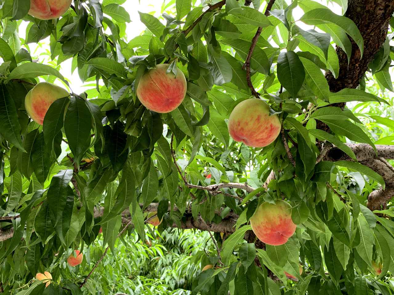 体験レポ】山梨県勝沼の「理想園」で特大の桃狩り！ 旬の桃は今が狙い