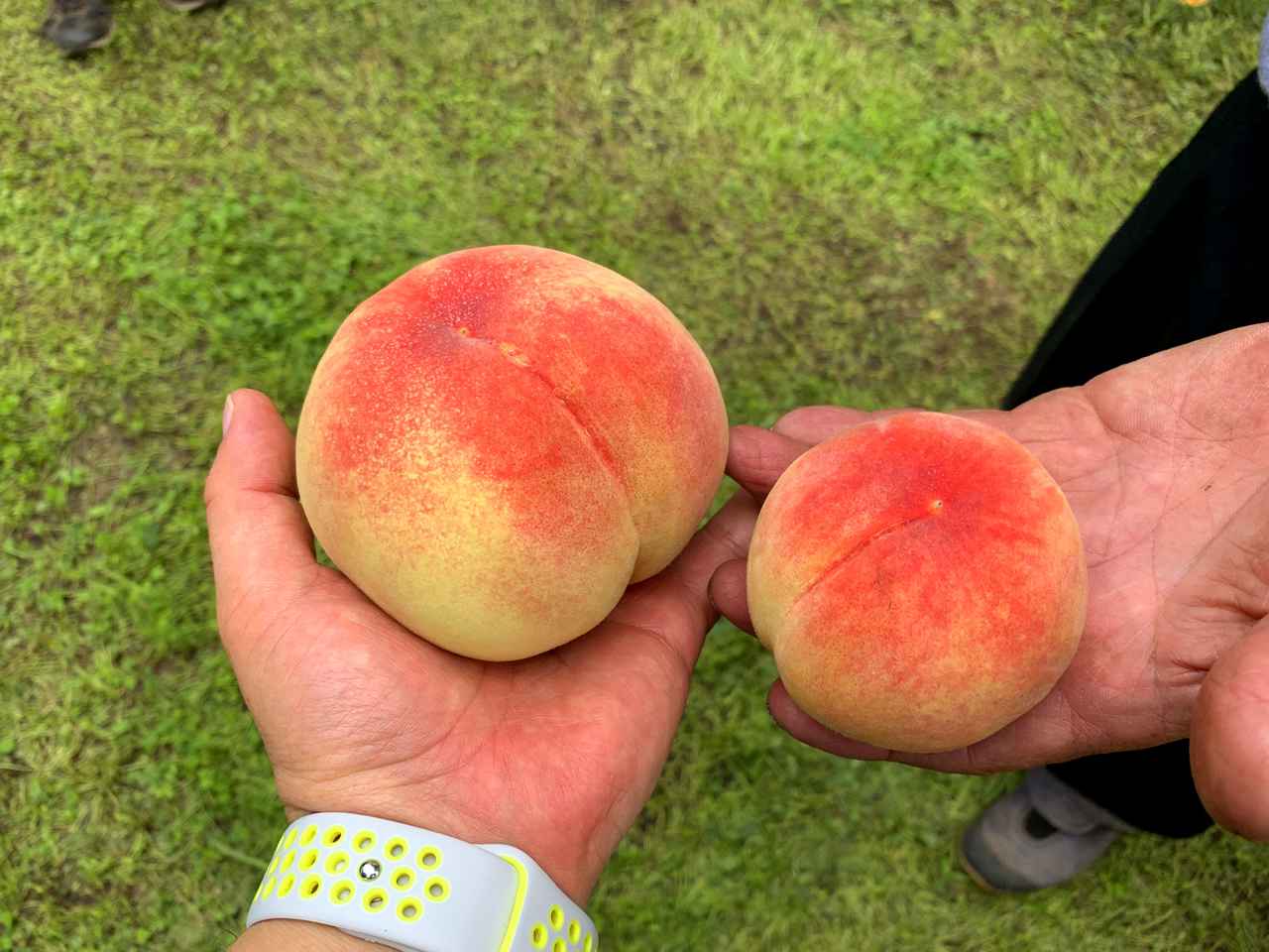 体験レポ 山梨県勝沼の 理想園 で特大の桃狩り 旬の桃は今が狙い目 食べ放題も お役立ちキャンプ情報 年07月24日 日本気象協会 Tenki Jp