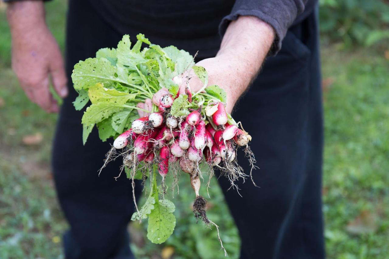 秋からベランダ菜園をはじめよう プランター栽培okの初心者にもやさしい野菜7選 お役立ちキャンプ情報 年09月28日 日本気象協会 Tenki Jp