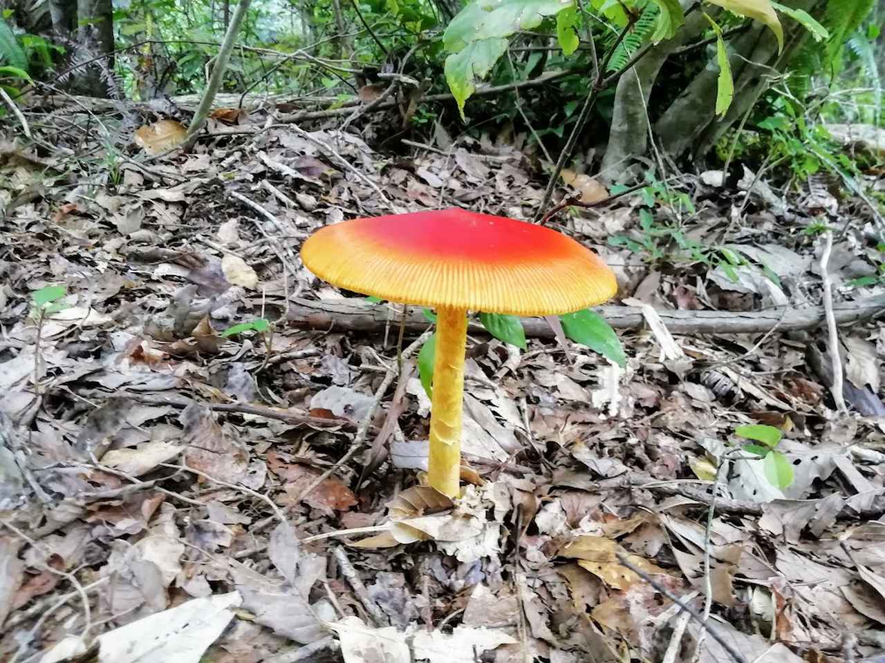 画像7: 筆者撮影