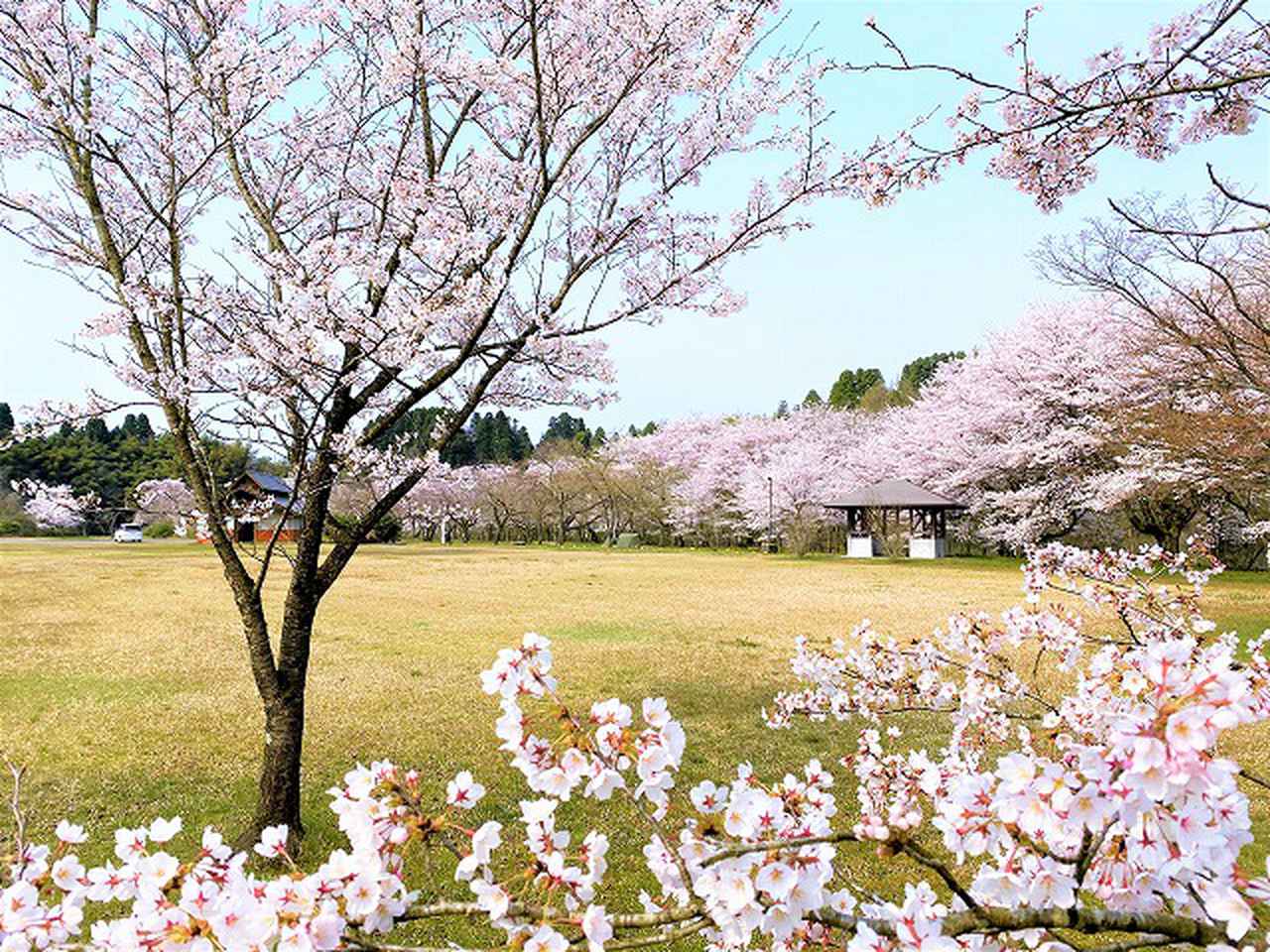 富山 岐阜 春のお花見が楽しめるキャンプ場6選 お役立ちキャンプ情報 22年03月18日 日本気象協会 Tenki Jp