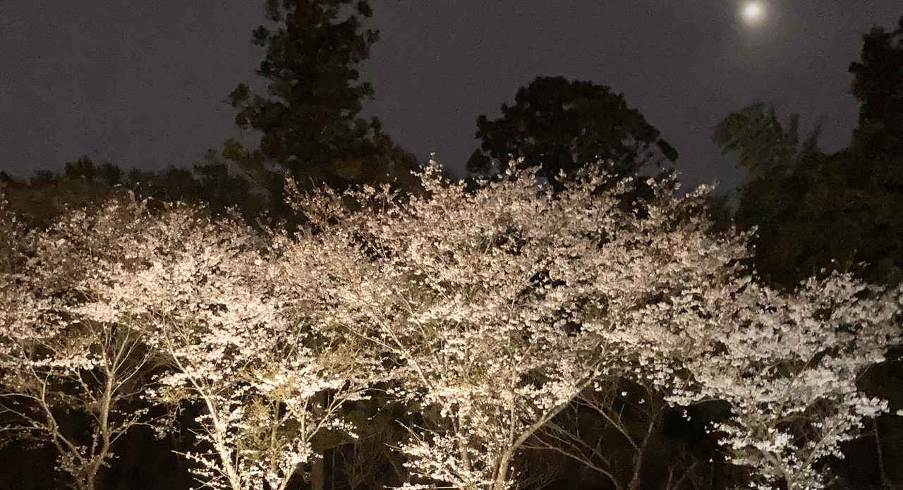 春だ！お花見キャンプで夜桜も楽しもう！意外と簡単にライトアップする方法＆おすすめキャンプ場も紹介(お役立ちキャンプ情報 2022年03月27日)