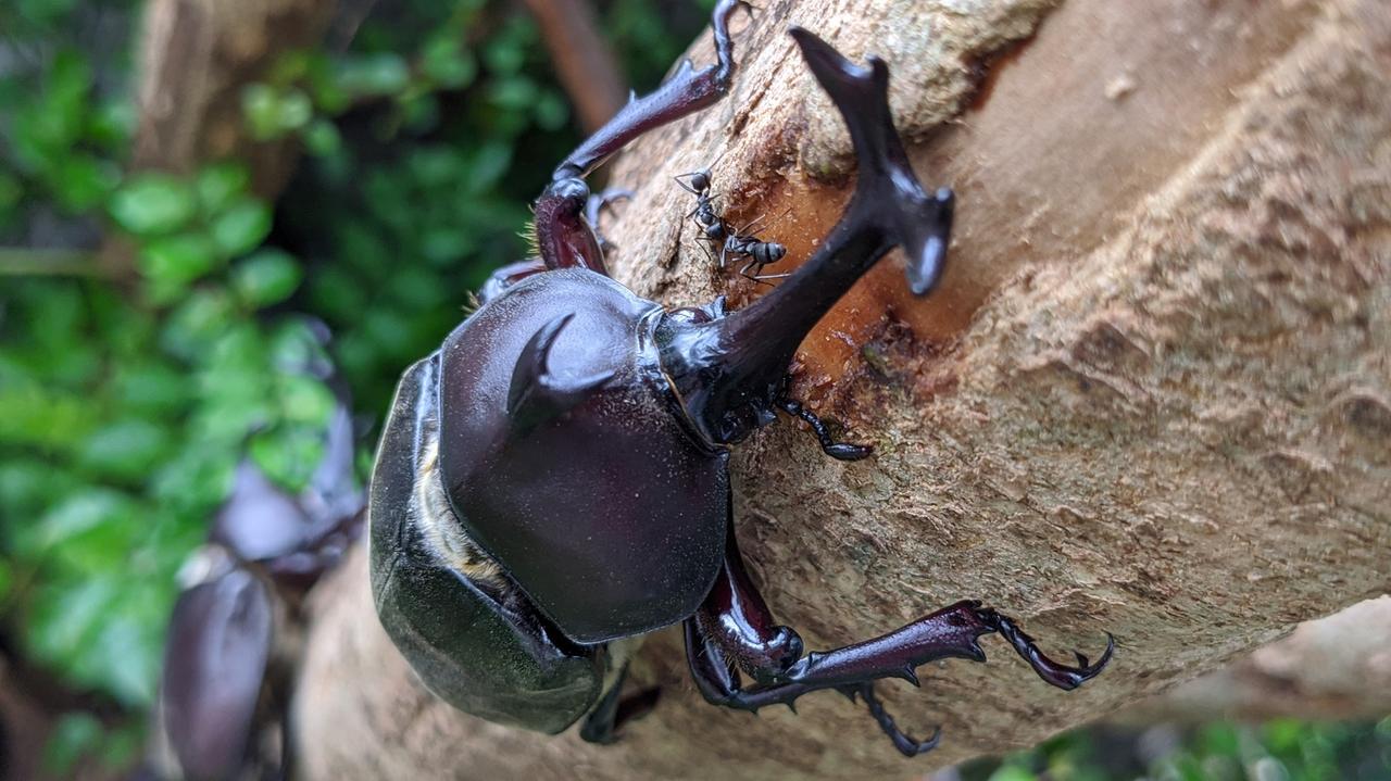 初心者向け】ベストシーズン到来！カブトムシの捕り方から飼育まで