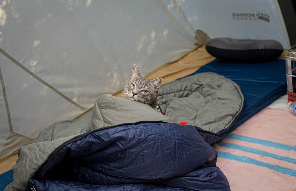 ペットと行く冬キャンプを筆者の愛猫の事例とともに紹介！寒さ対策やおすすめアイテムは…(お役立ちキャンプ情報 2023年02月12日)