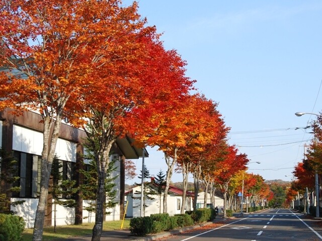 標茶中学校の並木道の写真