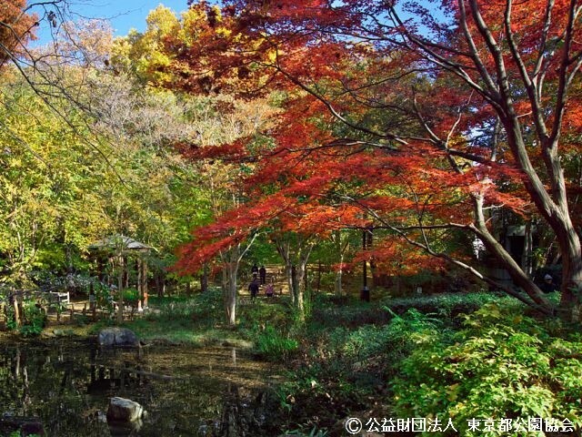 林試の森公園の紅葉見ごろ情報 天気 日本気象協会 Tenki Jp
