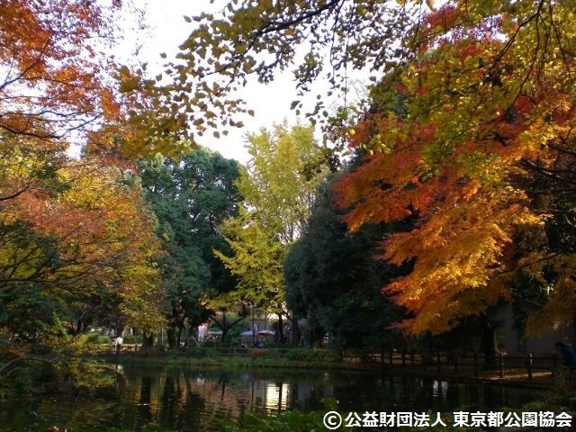 善福寺川緑地・和田堀公園の写真