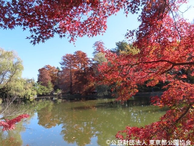石神井公園の写真