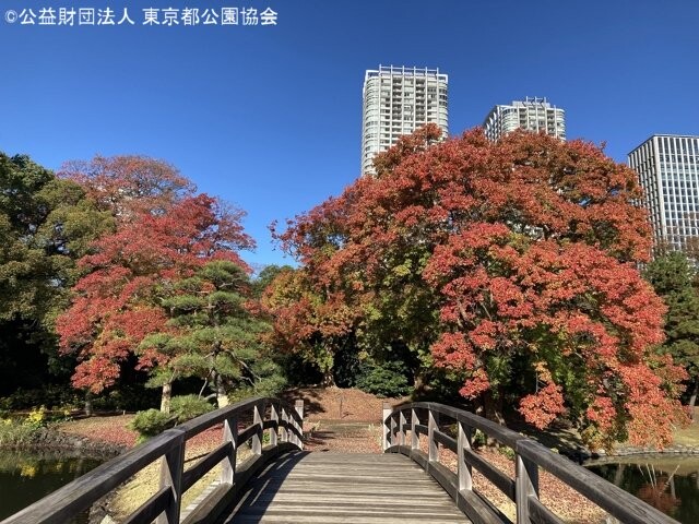 浜離宮恩賜庭園の紅葉見ごろ情報 天気 日本気象協会 Tenki Jp