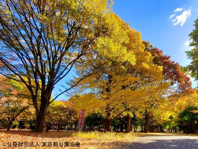 小金井公園の写真