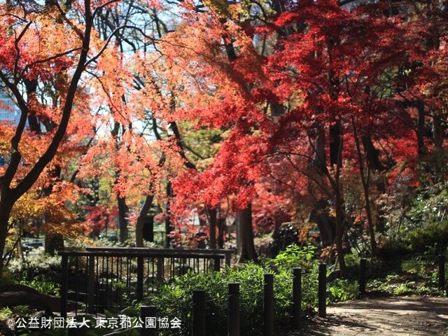 芝公園の紅葉見ごろ情報 天気 日本気象協会 Tenki Jp