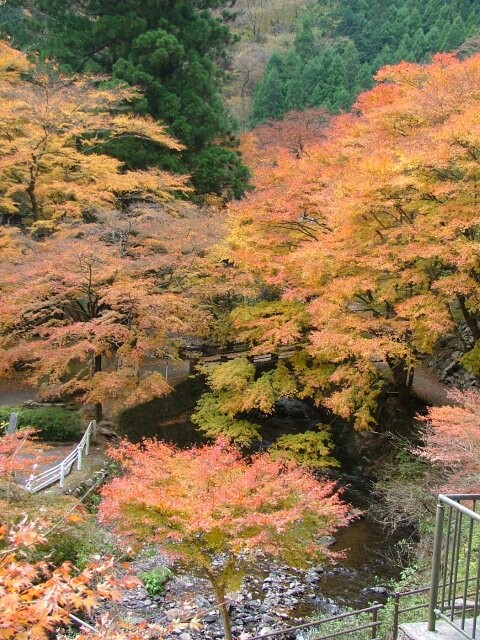 蓬莱山の紅葉見ごろ情報 天気 21 日本気象協会 Tenki Jp