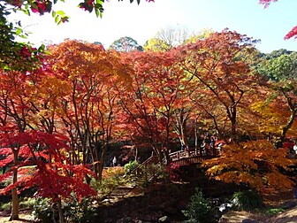 静岡県の紅葉見ごろ情報 日本気象協会 Tenki Jp