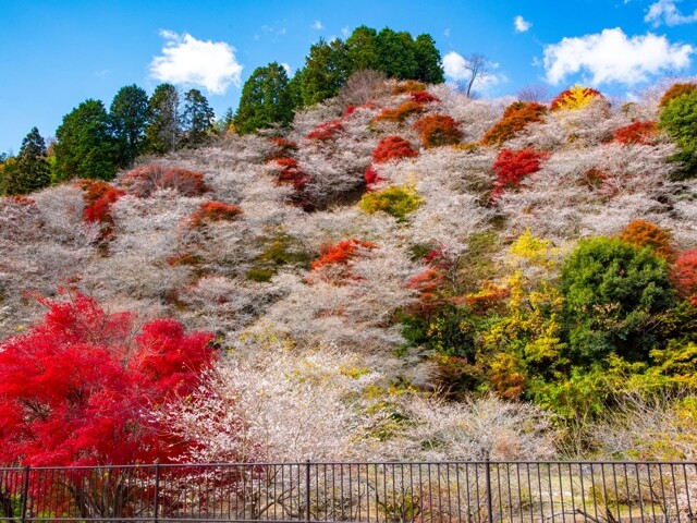 小原(四季桜と紅葉)の写真