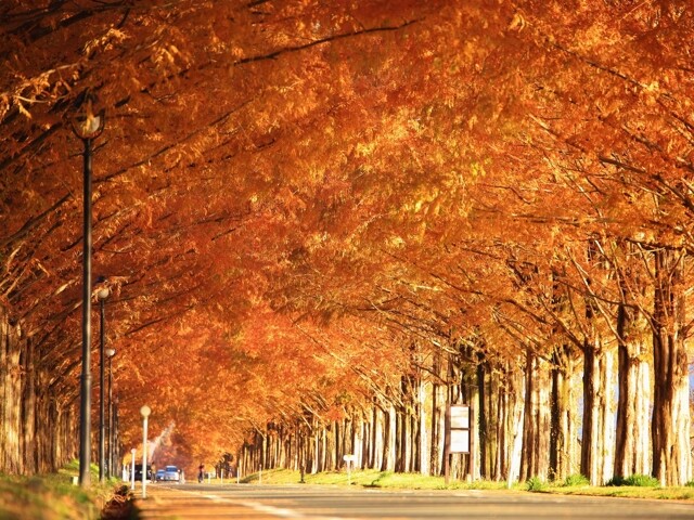 メタセコイア並木の紅葉見ごろ情報 天気 日本気象協会 Tenki Jp