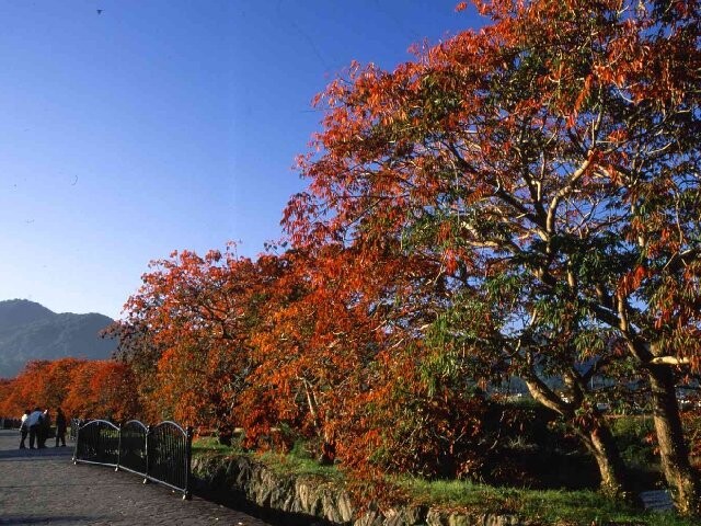 柳坂曽根の櫨並木の紅葉見ごろ情報 天気 21 日本気象協会 Tenki Jp