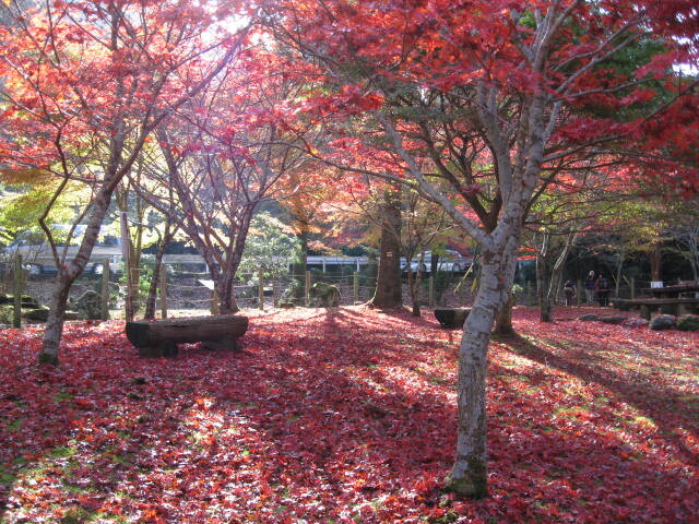 昭和の森会館の写真