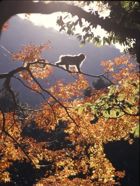 高崎山自然動物園の写真