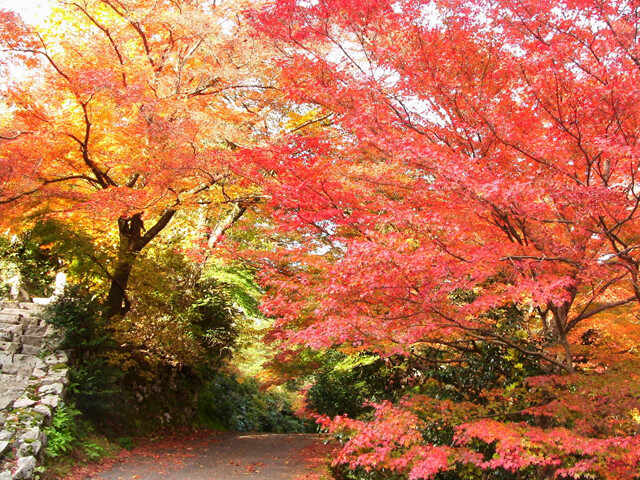 櫻井家住宅 日本庭園の紅葉見頃情報 天気 22 日本気象協会 Tenki Jp