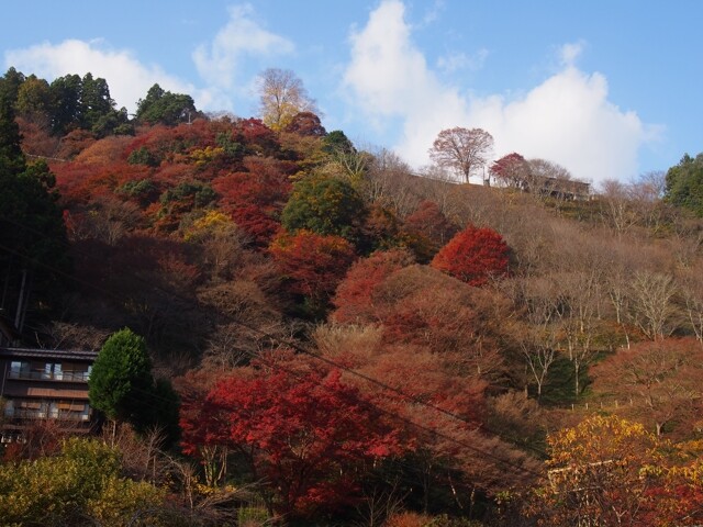吉野山(下千本)の写真