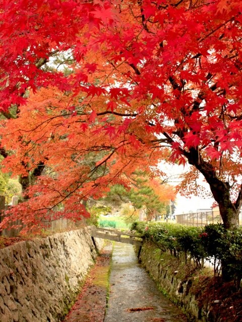 竹田寺町通りの写真