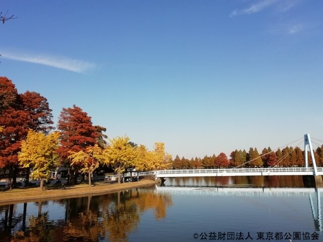 水元公園の写真