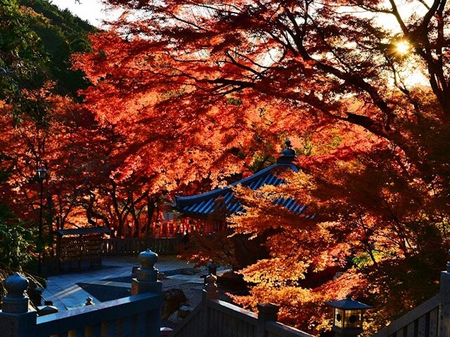 法多山の紅葉見ごろ情報 天気 日本気象協会 Tenki Jp