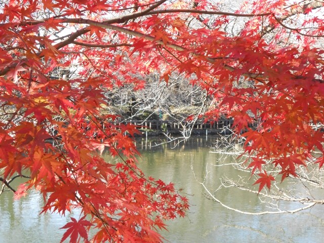 井の頭恩賜公園の紅葉見ごろ情報 天気 日本気象協会 Tenki Jp