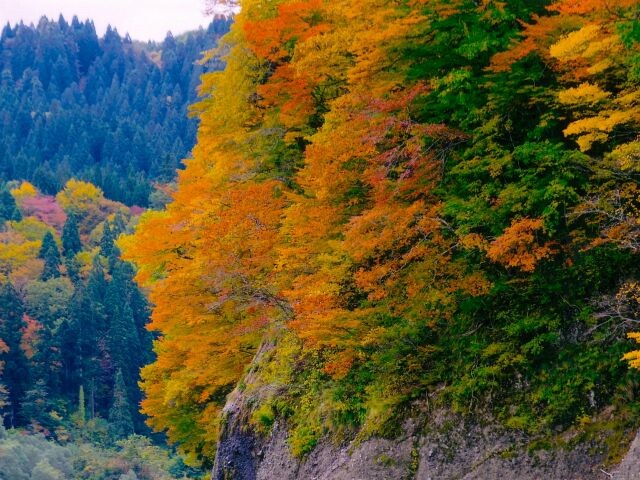 白神山地 素波里園地の写真