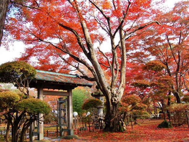 もみじ園の紅葉見ごろ情報 天気 日本気象協会 Tenki Jp