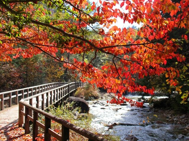赤沢自然休養林の写真