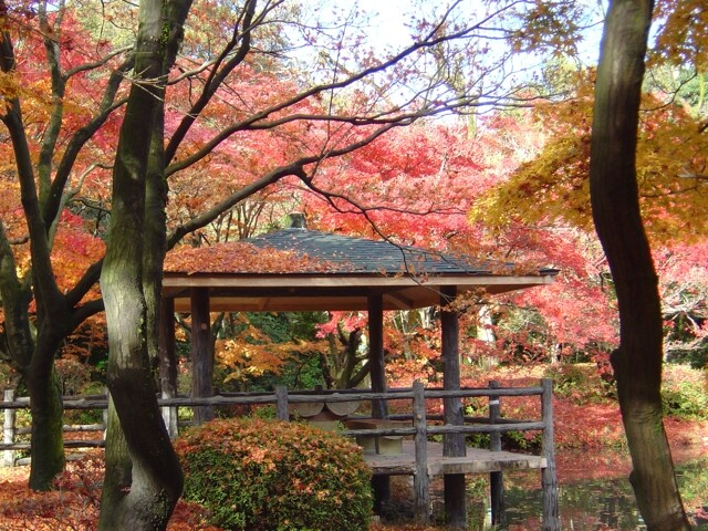 京都府立植物園の紅葉見ごろ情報 天気 日本気象協会 Tenki Jp