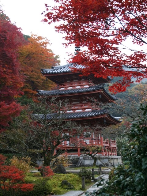 三室戸寺の紅葉見ごろ情報 天気 21 日本気象協会 Tenki Jp