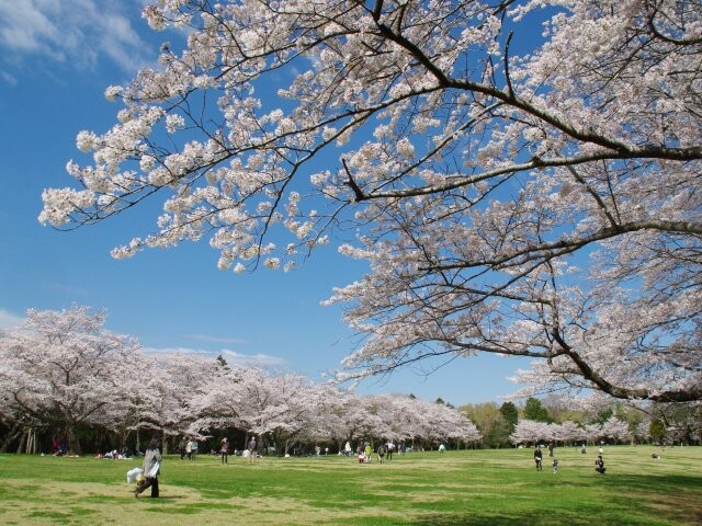 泉自然公園の桜開花 満開情報 21 日本気象協会 Tenki Jp
