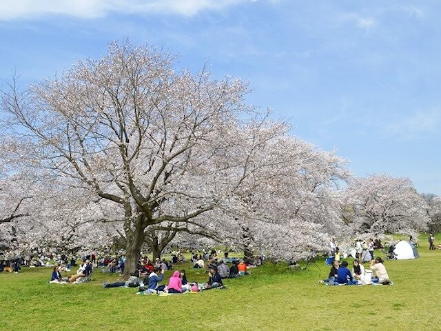 国営昭和記念公園の桜開花 満開情報 21 日本気象協会 Tenki Jp