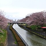 鷲ノ木桜遊歩道公園