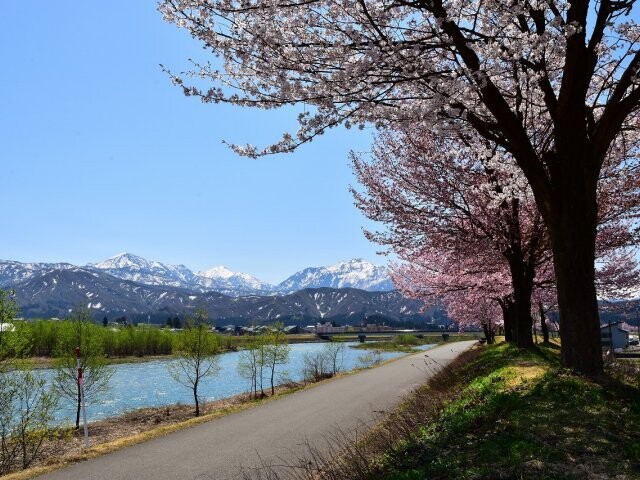 魚野川桜づつみの写真