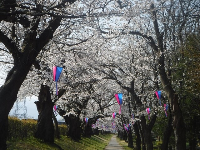 富山県常願寺川公園の桜開花 満開情報 22 日本気象協会 Tenki Jp