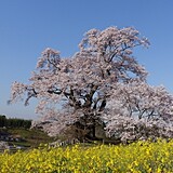 塩ノ崎の大桜