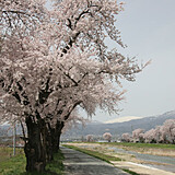 白水川堤防桜並木