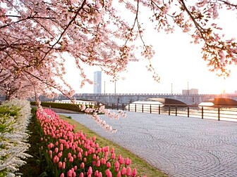 信濃川やすらぎ堤緑地