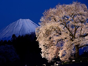 山梨県の桜開花 満開情報 21 日本気象協会 Tenki Jp